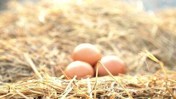 农场干草窝里的鸡蛋特写
