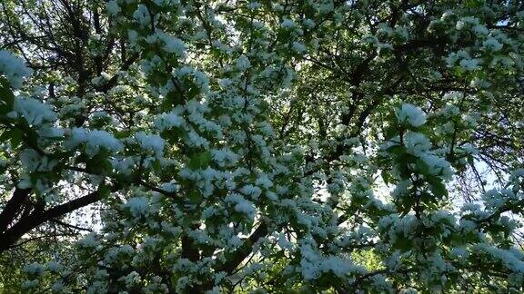 阳光穿过盛开的梨树