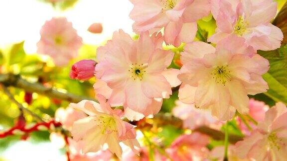 春天盛开的樱花在阳光明媚的日子里开花