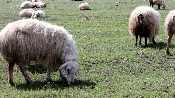格鲁吉亚第比利斯附近的绿色草地上白色的羊毛羊在吃草