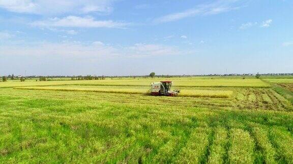 农业机械在稻田里收购水稻