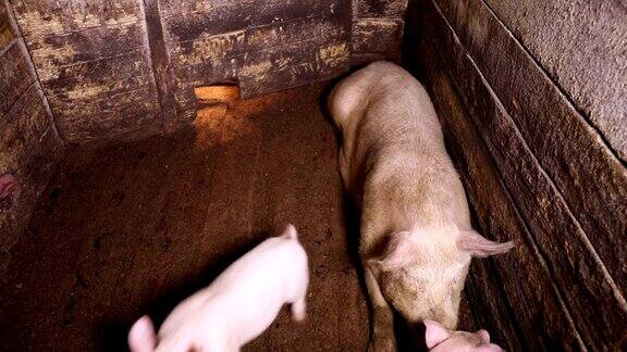 几只小猪围着猪圈跑
