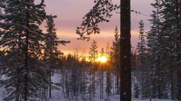 眩晕效果:冬日傍晚金色的太阳落在白雪皑皑的松林后面