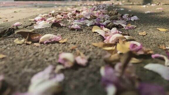 慢动作沿着粉红色的玫瑰花瓣和绿色的叶子在地上走