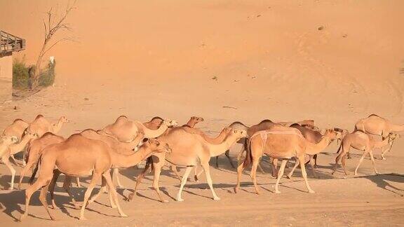 一群骆驼在工人营地附近的沙漠中行走