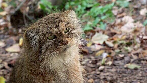 马努或帕拉斯猫耳疣猫可爱的亚洲野猫