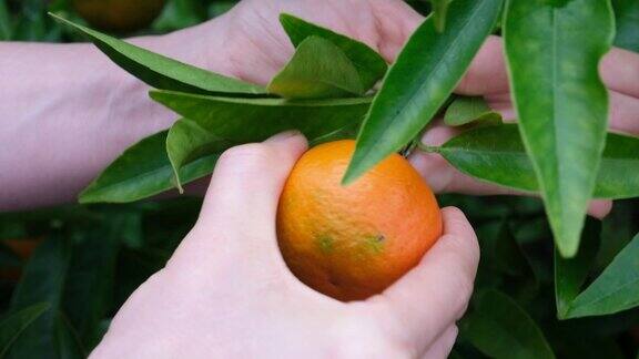 熟橘子挂在树上的柑橘类水果人们采摘美丽健康的有机多汁橙子橘子聚会慢动作全高清