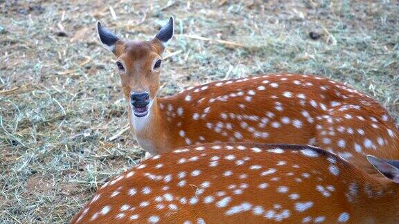 鹿也被称为花鹿或鹿轴
