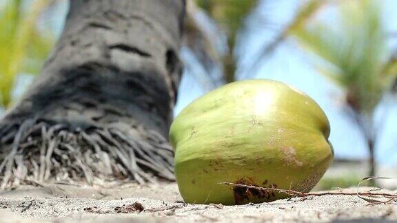 椰子落地