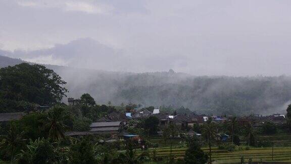 成排的种植园背景是树木和雾蒙蒙的高山