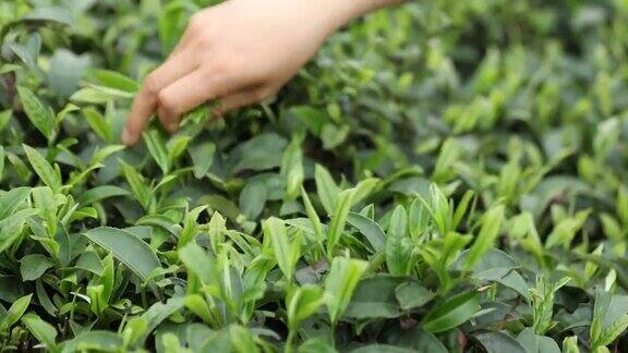 春天手工采摘茶叶