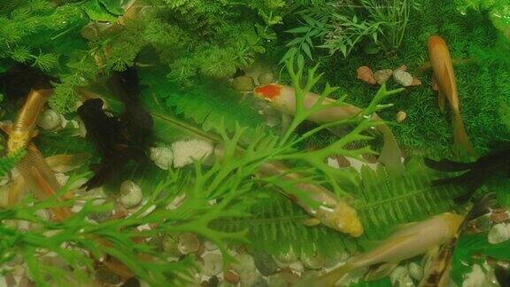 许多色彩鲜艳的鲤鱼或日本锦鲤游动游动在水族馆水下有一群美丽的金鱼美丽奇异的大自然树叶海水里的植物特写慢动作
