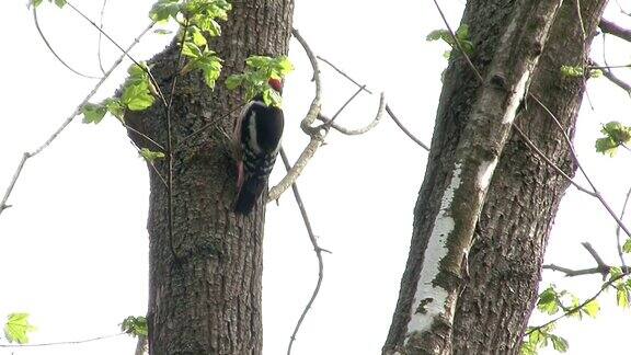  啄木鸟在树上捕食