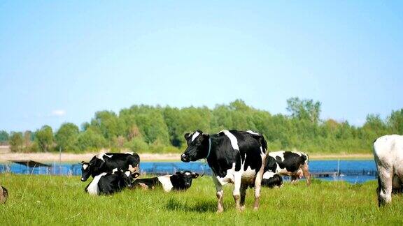 晴天里牛在河边草地上吃草