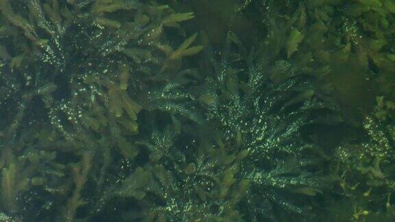 海藻折射