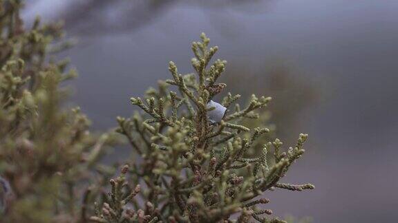 《暴风雪》中的LoneJuniperBerry