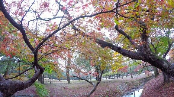 4K:日本奈良公园的秋天