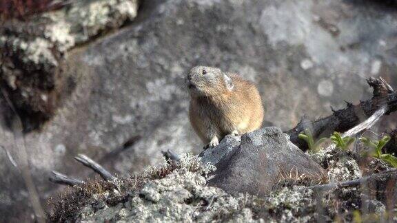 一场降雪后一只北方鼠兔从北海道大泽山国家公园的岩石中钻了出来