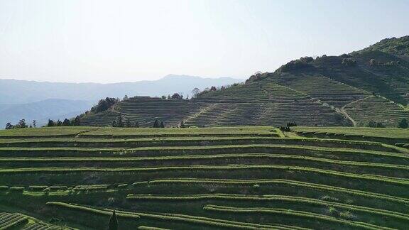 在一个阳光明媚的日子里在茶山的山顶