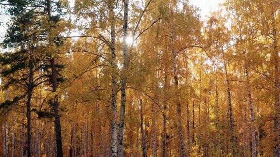 透过秋日森林中明亮的黄色树叶看到的阳光