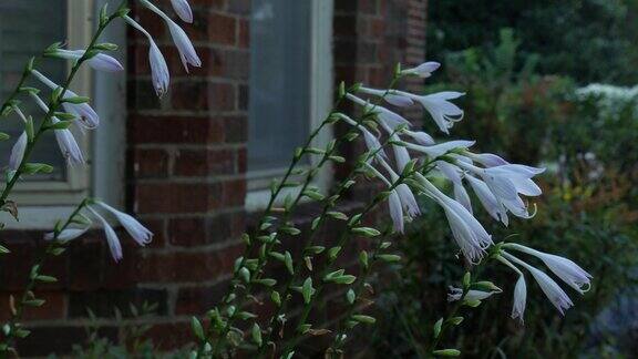 雨天风吹着砖房墙边的白花