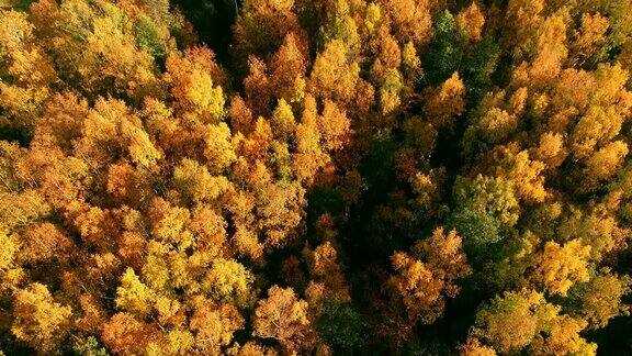 夕阳下美丽的欧洲秋天森林