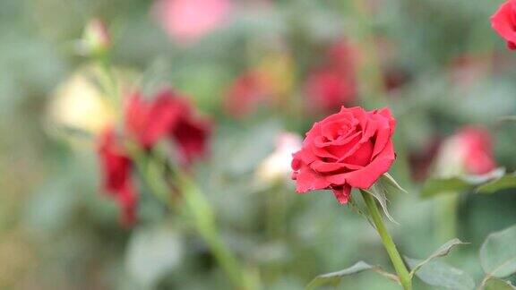 红玫瑰在春天的花田