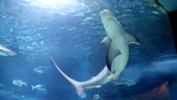 鲨鱼和鱼在水下游泳