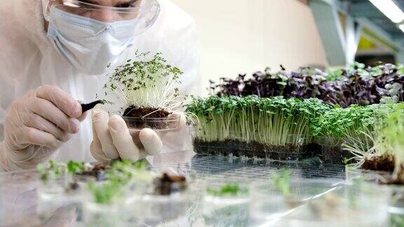 一位科学家研究微型绿色植物健康食品小生意