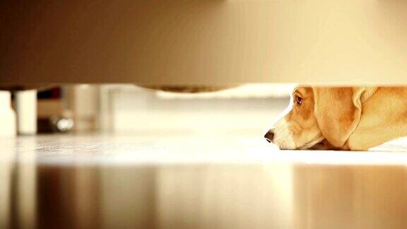 一个阳光明媚的日子孤独的小猎犬躺在床下