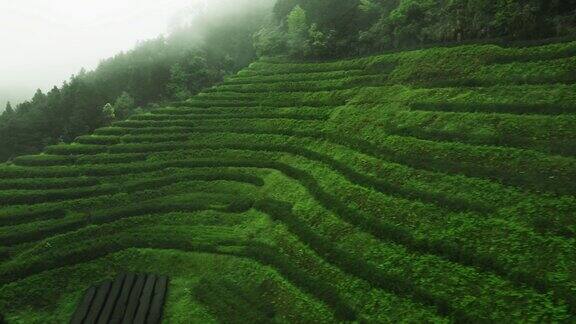 山上绿茶田的鸟瞰图