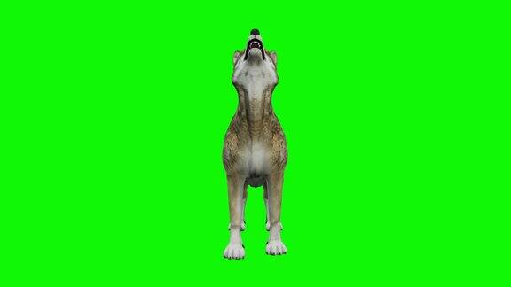 嚎叫的狼在绿色的背景动物野生动物游戏回到学校3d动画短视频电影卡通有机色度键角色动画设计元素循环