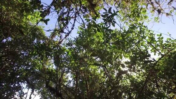 低角度的树木天空和阳光秘鲁库斯科的印加古道