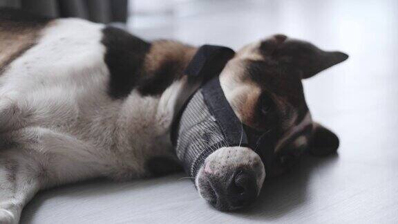 小狗睡在家里的地板上生活方式