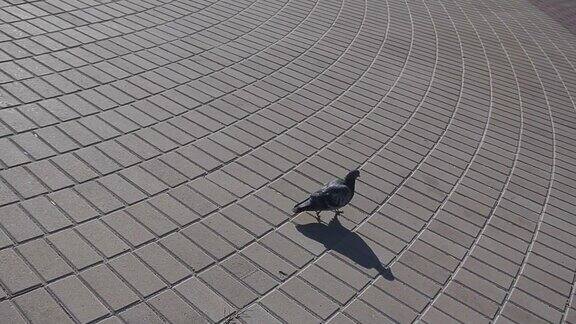 一只灰色的鸽子在柏油路上散步