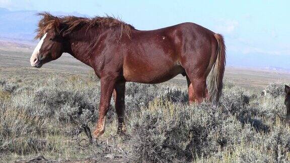 怀俄明州沙漠中美丽的野马