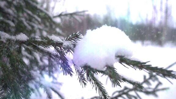 云杉树枝在风中摇曳雪花飘落冬天的森林冬天的运动在冬天的森林里散步缓慢的运动