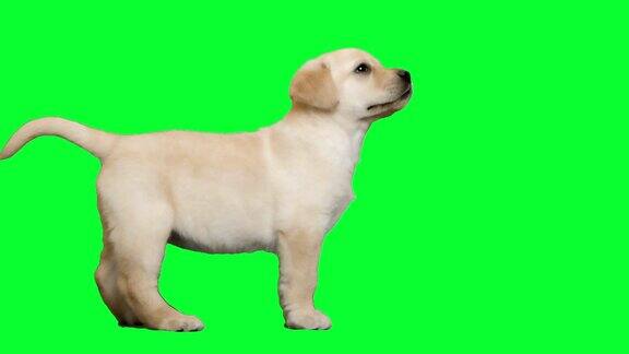 绿色屏幕上的拉布拉多犬