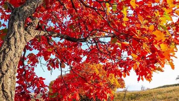 秋天的树和树叶在风中摇摆