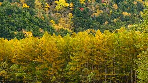 自然视频近距离的树木在山顶在秋天的树叶位于日本长野县阿尔卑斯山脉北部以旅游和自然为理念