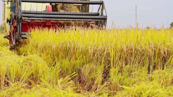 农田机械收获水稻的场景