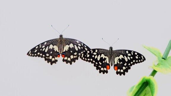 两只黑色的蝴蝶在白灰色的背景和绿色的叶子上涂抹它们的翅膀特写本空间