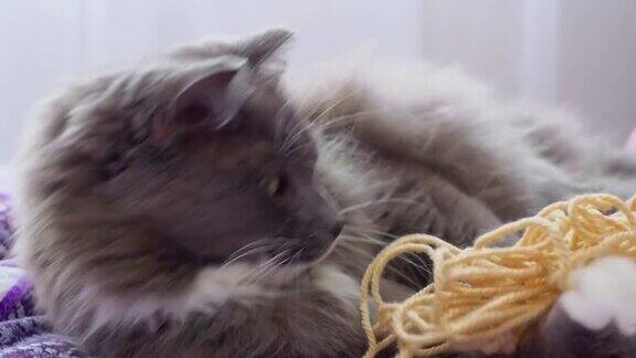 一只灰色的毛绒绒的猫玩着一团线缠在线里用爪子抓住线咬羊毛线猫的生活概念家庭环境和家庭主妇最喜欢的爱好