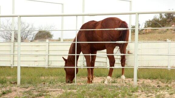 马在围栏后吃草