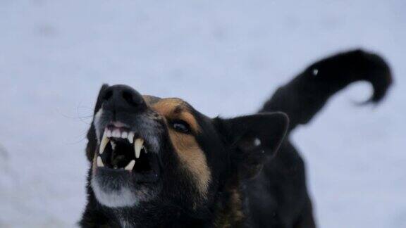 外面狂吠着一条愤怒的狗这只狗看起来很有攻击性很危险愤怒的狗
