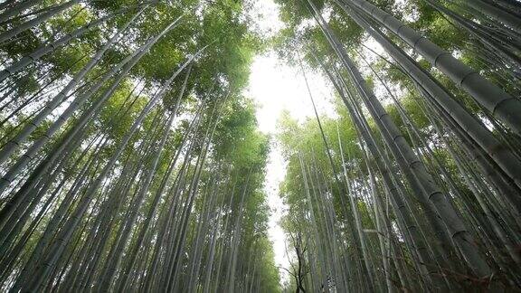 在日本京都岚山的竹林里散步的人们