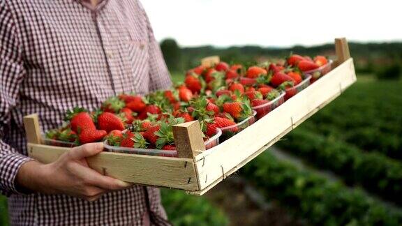 箱的草莓