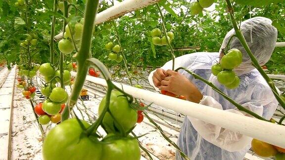 生物学家在温室里检查西红柿