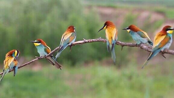 一群彩色的鸟坐在树枝上