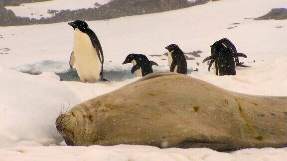 南极海豹高清